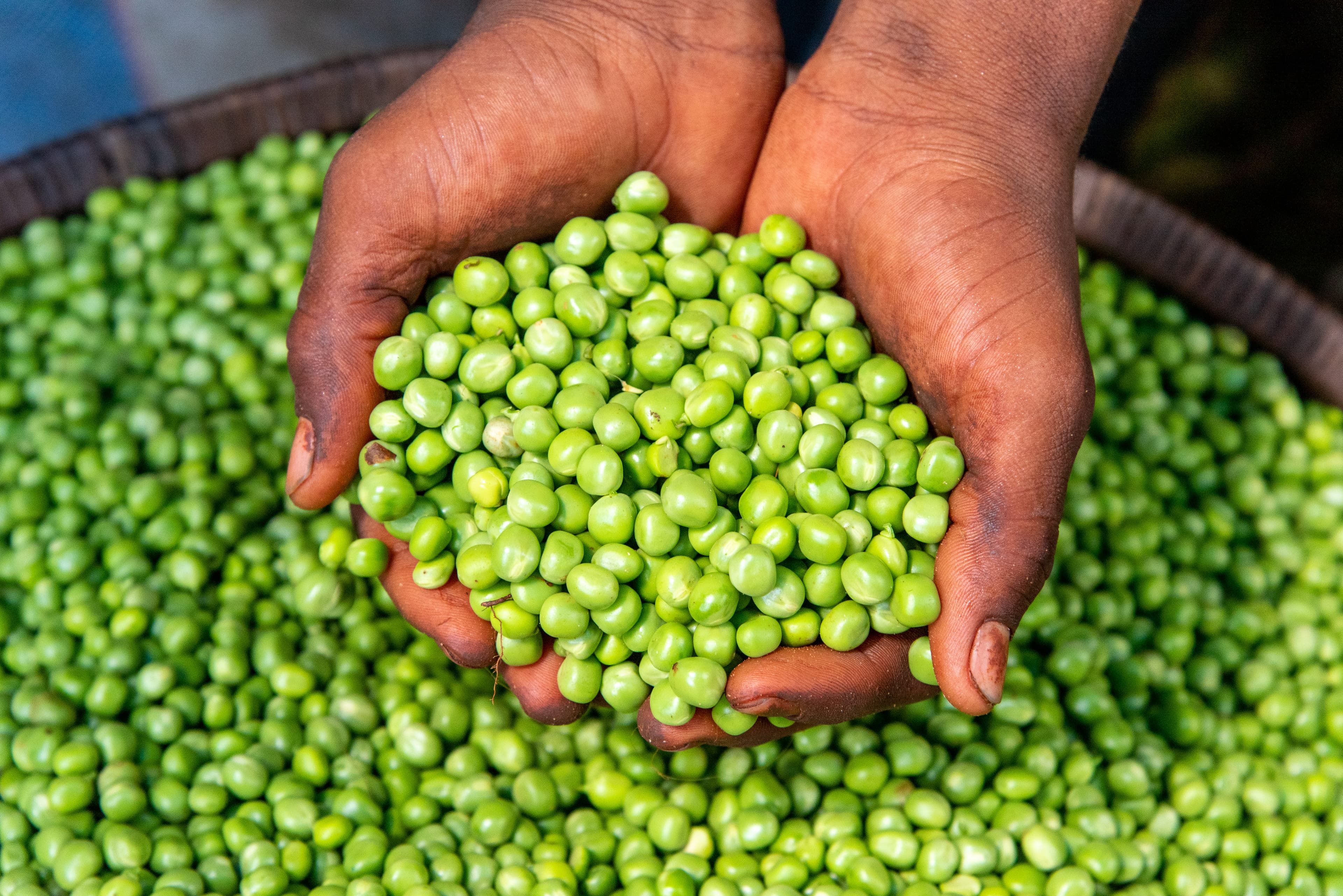 Women carrying seedlings