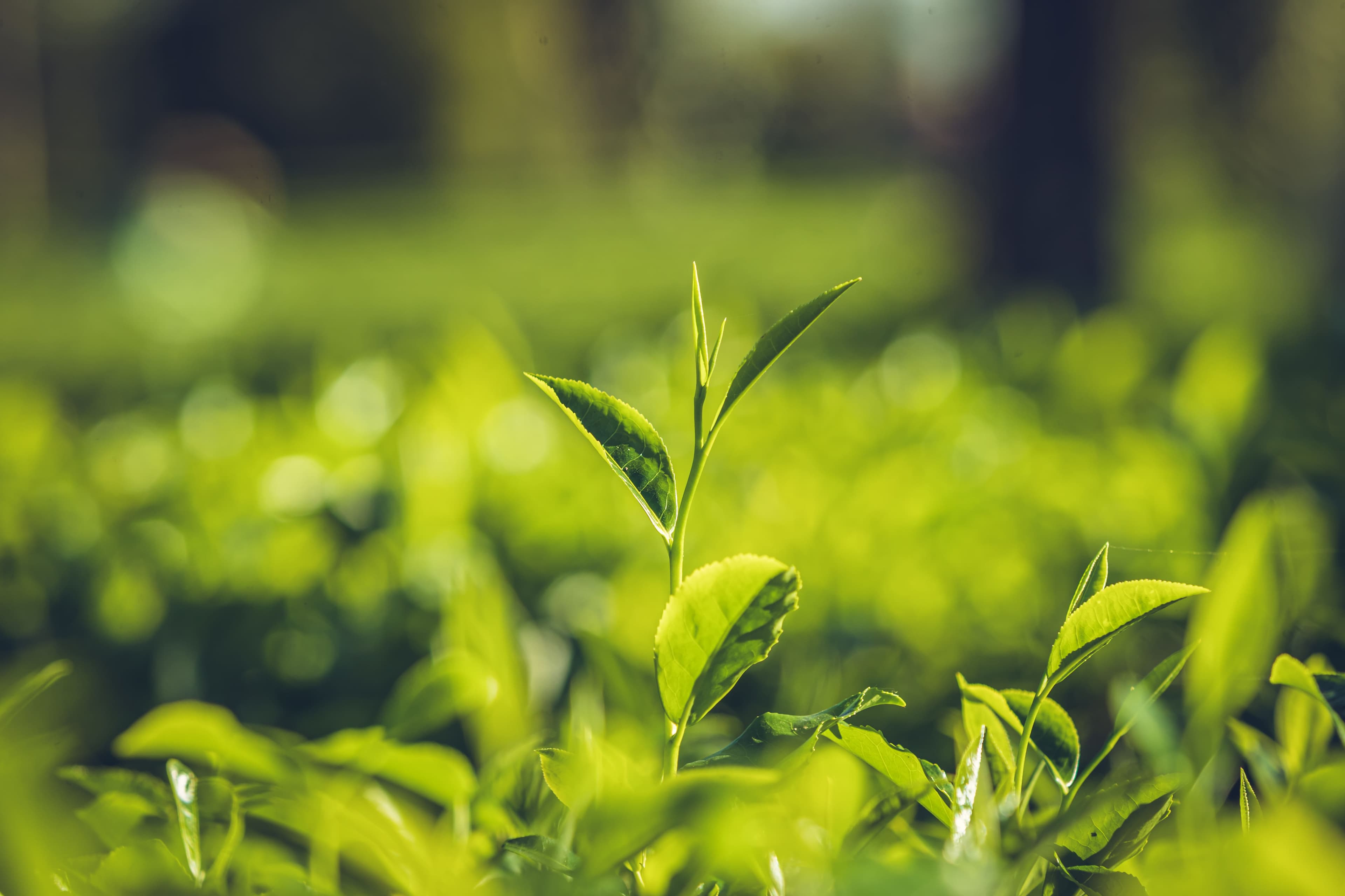 Women carrying seedlings